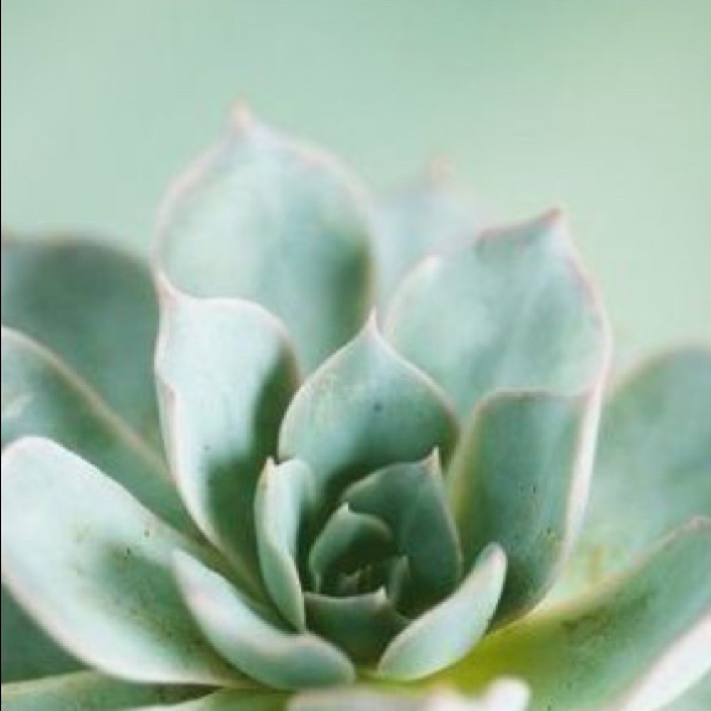 Meet your Posher, Faiza